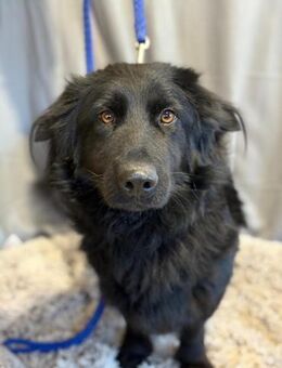 Peter Pan - freut sich auf sein Zuhause! - Köln