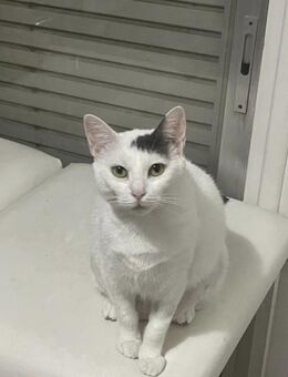 Amina 🐾 lebte 3 Jahre im Käfig 🐱 - Kirchheim (München)