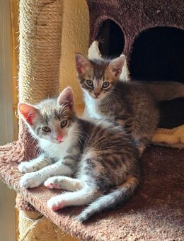 Sam & Dean suchen ein Liebevolles Zuhause - Illingen (Saarland)