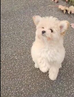 Pomapoo Welpen – abzugeben 1 Rüden. - Wiesbaden Delkenheim