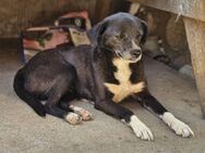 Süße kleine Snoopy sucht liebe Familie - Leonberg (Baden-Württemberg)