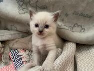 Ragdoll kitten mädchen - Dortmund