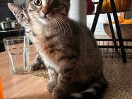 Bkh mix kitten - Herne