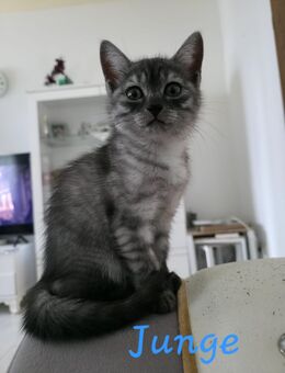 Zauberhafte BKH-Kitten suchen ein neues Zuhause 🐱🐾 - Iserlohn