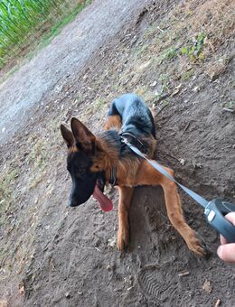Schäferhund Rüden - Viersen