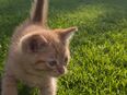 Baby katzen in 72213