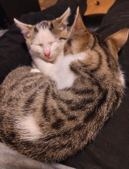 Kater dreamteam sucht Kuschelplatz - Neuenkirchen (Landkreis Heidekreis)