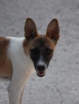 Virginia Welpe sucht Sie Mr - Ludwigshafen (Rhein)