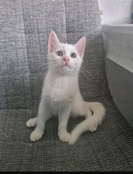 Babykatzen zu verkaufen - Castrop-Rauxel