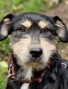 MIRUNA möchte kuscheln - Gefrees