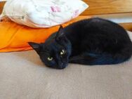 Verschmuste Luna sucht ihr Kuschelkörbch - Margetshöchheim