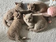 BKH Kitten suchen ihr Zuhause - Wassenberg