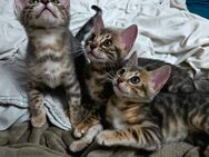 Reinrassige Blue Silver Spotted Tabby Bengal Kitten mit Stammbaum - Schwäbisch Gmünd
