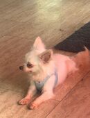 Reinrassig Chihuahua in 44536