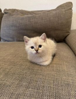 Black Silver Shaded Kitten(BKH) – abgabebereit 🐾 - Wolfsburg