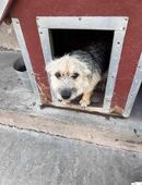 Carla wünscht sich ein Zuhause in 04157