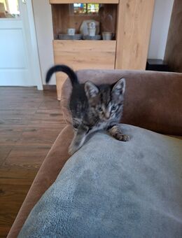 Katzenbaby BKH Mix - Uplengen