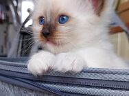 Heilige birma kitten - Marl (Nordrhein-Westfalen)