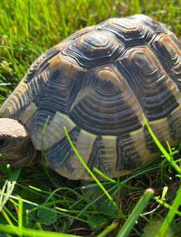 Schildi - Griechische Landschildkröte - Scheyern