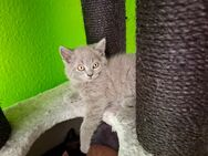 BKH Kitten ab Juli - Bargteheide