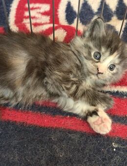 Maine Coon Mix Kitten - Rinteln
