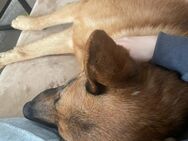 Astor sucht rin neues Zuhause - Schwarzheide