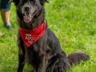 Kuschelbär Nero Retrievermix - Margetshöchheim