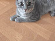 BKH Mix Kitten - Trochtelfingen Zentrum