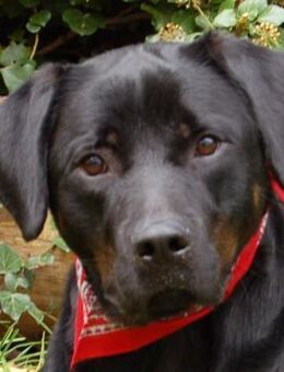 CHOPPER - kleiner Wirbelwind mit Herz - Betzenstein