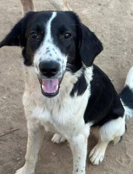 Zauberhafte Charlotte sucht ihre Familie - Krefeld