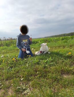 Wunderschöne Zwergspitzhündin - Titz