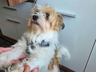 Jackrussel/Malteser Mix abzugeben - Chemnitz