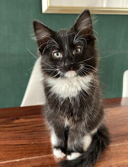 Kitten (Kater) - Lübeck
