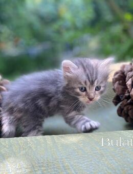 Sibirische Waldkitten - Lorch (Hessen)