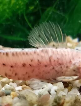 Schwielenwels, albino - Hohenroth