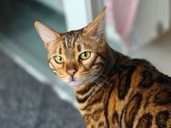 Bengal katze - Bonn
