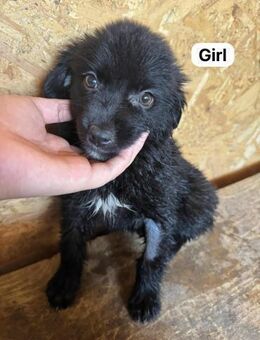 ❤️Dora ❤️ - Markkleeberg