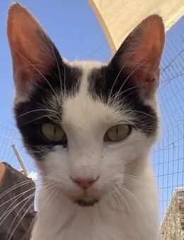 Adriou möchte endlich Kater sein! - Bergkirchen