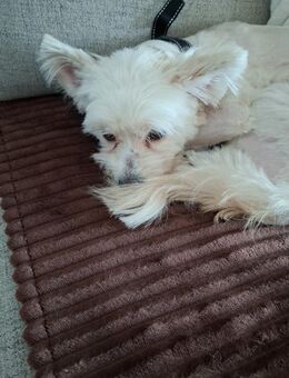 Wurfankündigung - Geislingen (Steige)