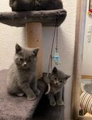 Bkh kitten ♥️ 2 Mädchen 2 Jungs noch übrig in 30823