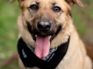 Treue MASHA - ein perfekter Familienhund - Bad Bevensen