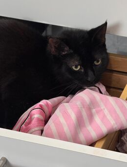 7 Monate Katze - Essen