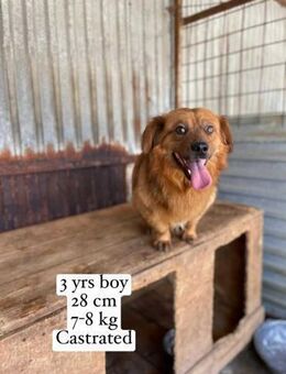 Twix, ein super Kerlchen sucht Familie - Köln