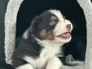 Wunderschöne Australian Shepherd Welpen. - Hagen (Stadt der FernUniversität)