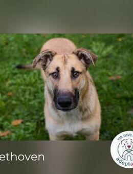 Beethoven: Ode an die Liebe - Kirchzell