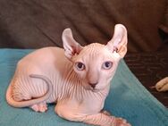 4 zuckersüße Elf Sphynx Kitten abzugeben, Nacktkatze - Weibersbrunn