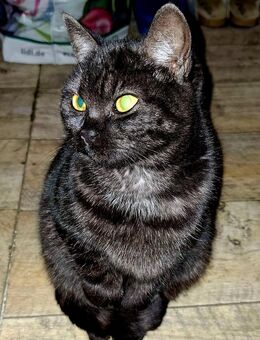 ZU HAUSE GESUCHT! - Heide