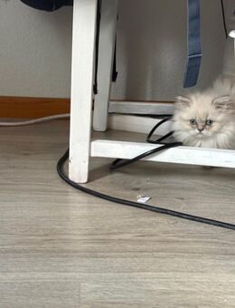 Britisch Langhaar Kitten - Lübeck