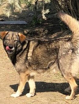 Candela Blue Eyes- Heimat gesucht - Nürnberg