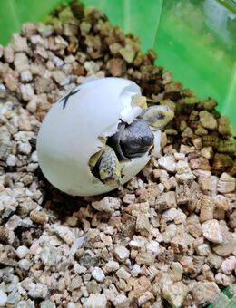 Babys Griechischer Landschildkröten "Testudo hermanni" aus eigener Nachzucht an - Köln